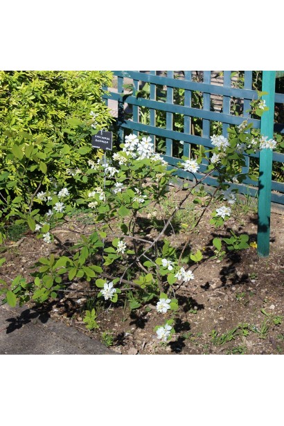 Екзохорда `Magical Springtime`